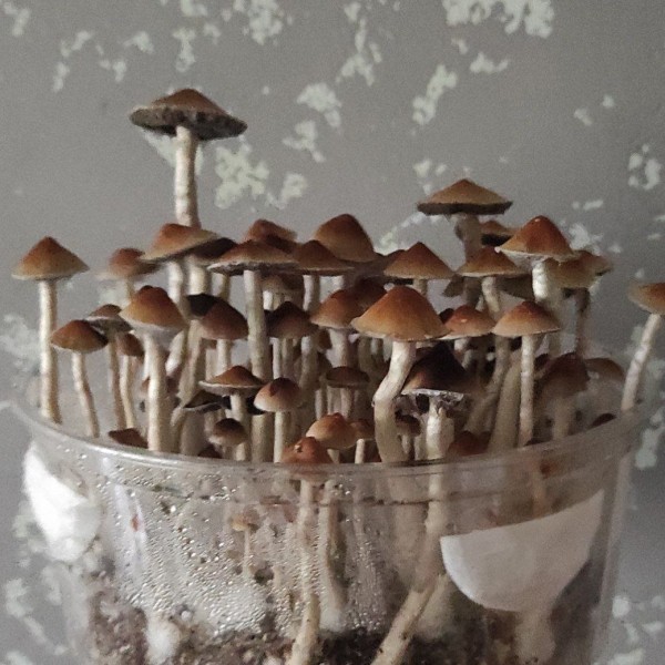 Mushroom spores Pink Buffalo