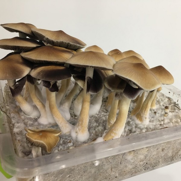 Mushroom spores Tapalpa