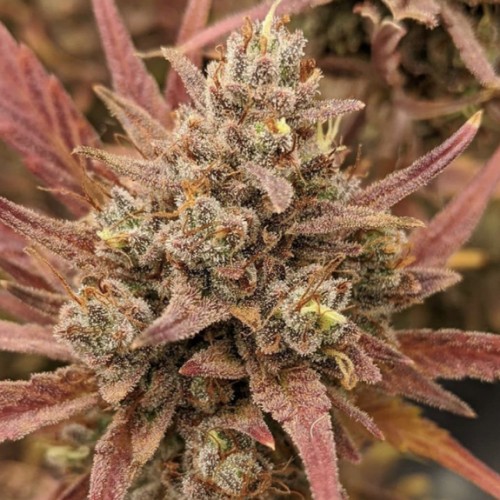 Auto Gelato Feminised Silver