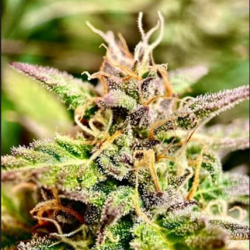 Auto Purple Feminised Silver