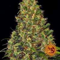 Auto Amnesia Haze Feminised seeds