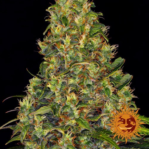 Auto Amnesia Haze Feminised seeds