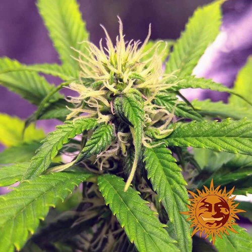 Auto Blueberry Cheese Feminised seeds