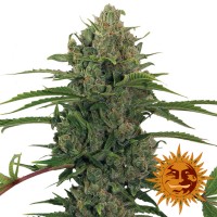 Насіння Auto Critical Kush Feminised