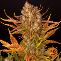 Насіння Auto Dos Si Dos Feminised