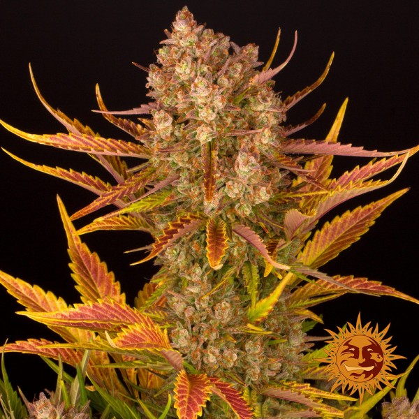 Auto Dos Si Dos Feminised seeds