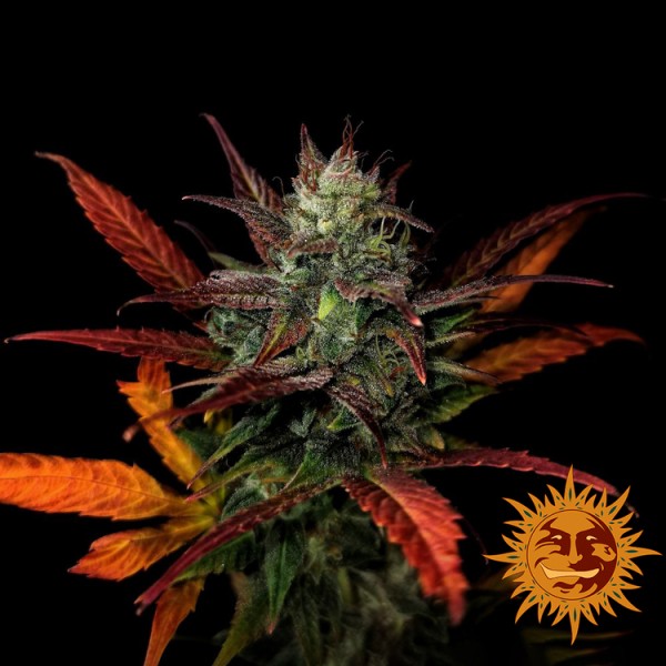 Auto Glue Gelato Feminised seeds