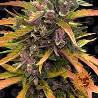 Auto Gorilla Glue Feminised seeds