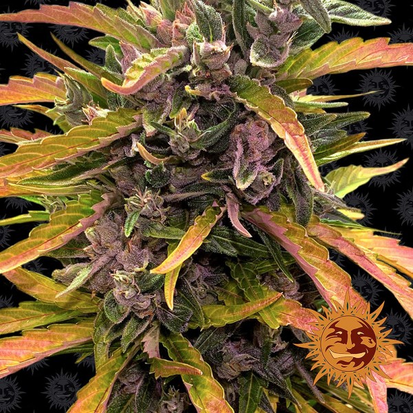 Auto Gorilla Glue Feminised seeds