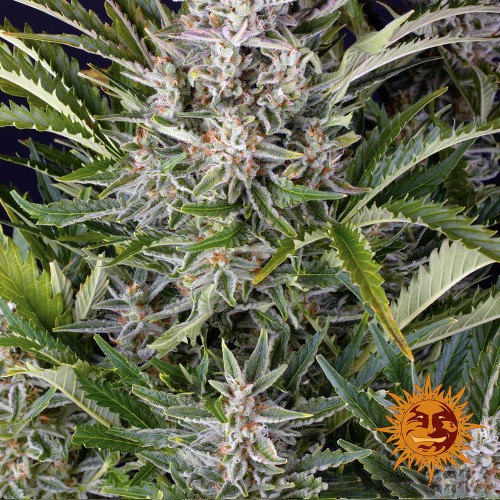 Auto Gorilla Zkittlez Feminised seeds