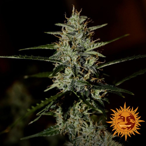 Auto LSD Feminised seeds