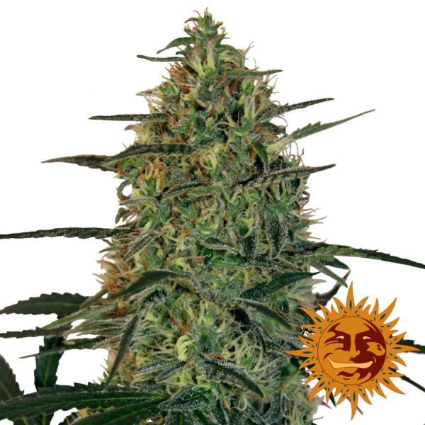 Auto Malana Bomb Feminised