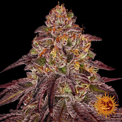 Auto Mimosa x Orange Punch Feminised seeds