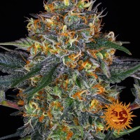 Auto Moby Dick Feminised