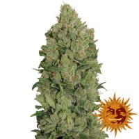 Auto NYC Diesel Feminised