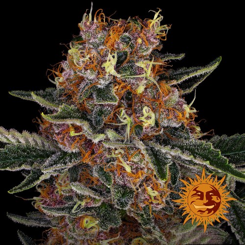 Auto Purple Punch Feminised seeds