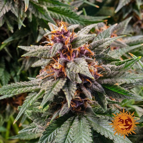 Auto Runtz Feminised seeds