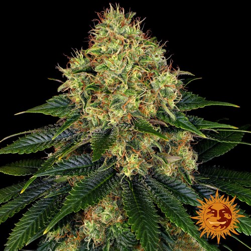 Auto Skywalker OG Feminised seeds