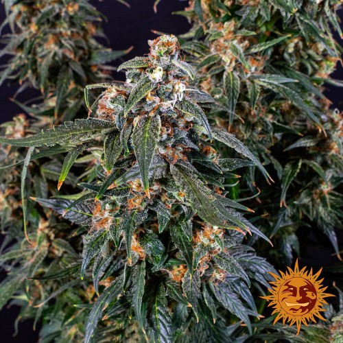 Auto Strawberry Cheesecake Feminised seeds