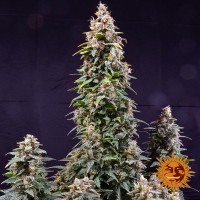 Насіння Auto Watermelon Zkittlez Feminised