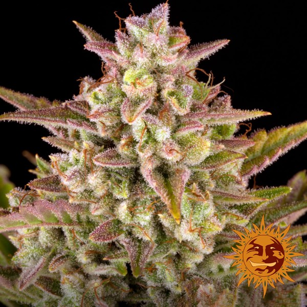 Auto Wedding Cake Feminised seeds