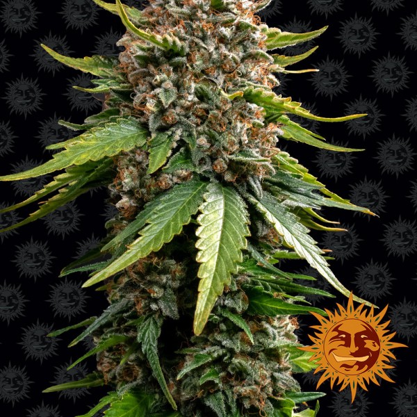 Auto White Widow XXL Feminised seeds
