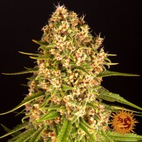Blueberry Cheese Feminised seeds