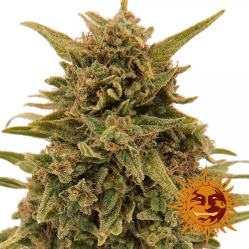 Blueberry OG Feminised