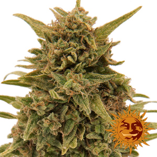 Blueberry OG Feminised