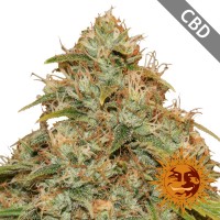 Auto CBD Lemon Potion Feminised