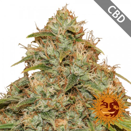 Auto CBD Lemon Potion Feminised