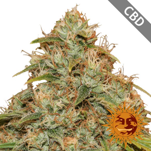 Auto CBD Lemon Potion Feminised