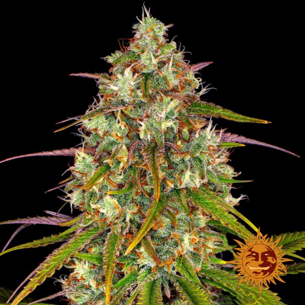 Liberty Haze Feminised seeds
