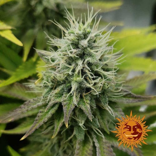Pineapple Chunk Feminised seeds