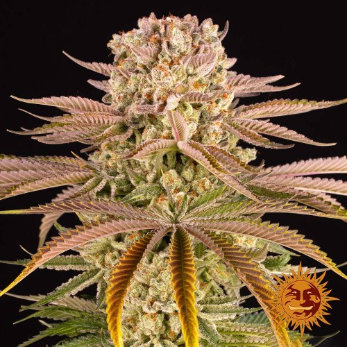 Pineapple Express Feminised seeds
