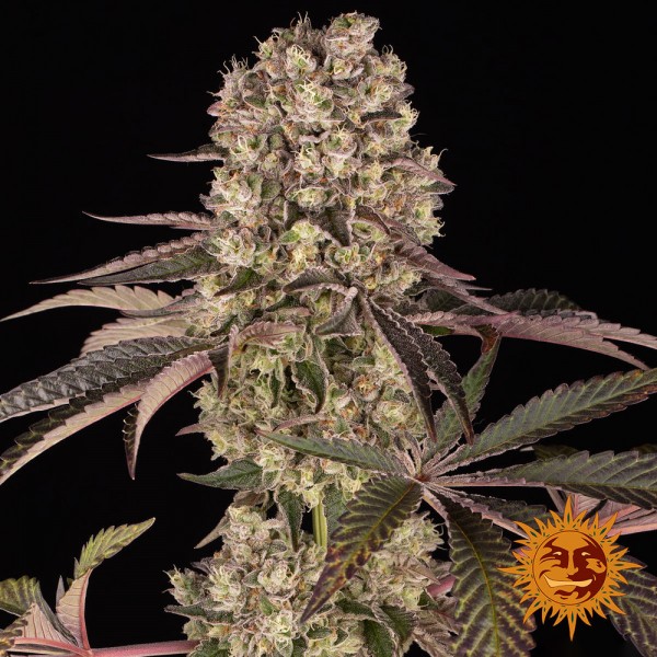 Runtz Muffin Feminised seeds