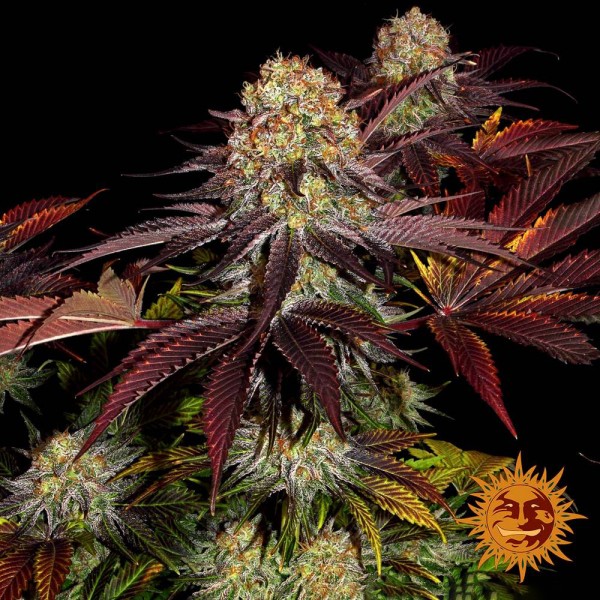 Runtz x Layer Cake Feminised seeds