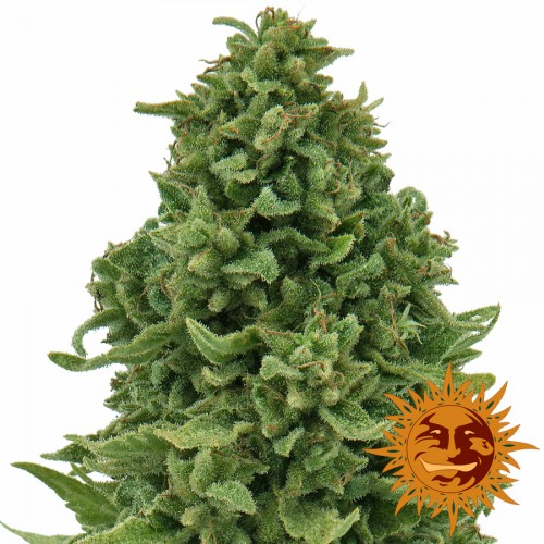 Auto Sweet Tooth Feminised