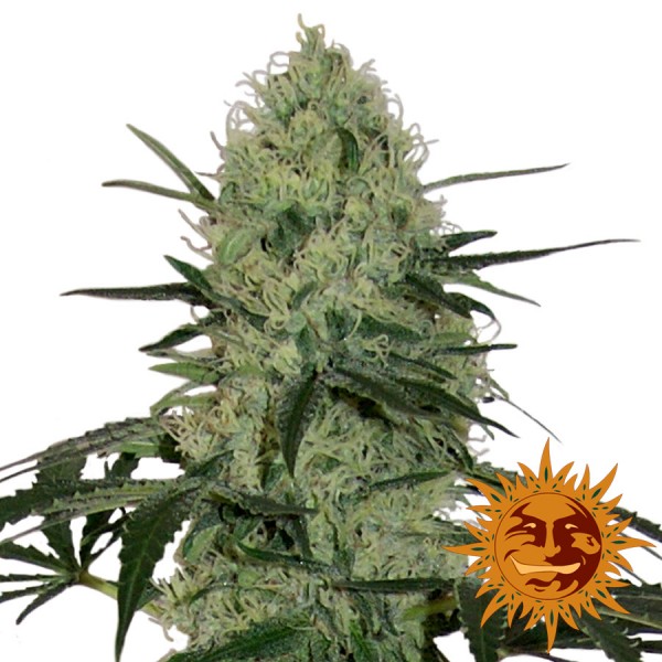 Auto Tangerine Dream Feminised