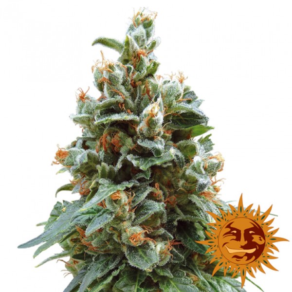 Vanilla Kush Feminised