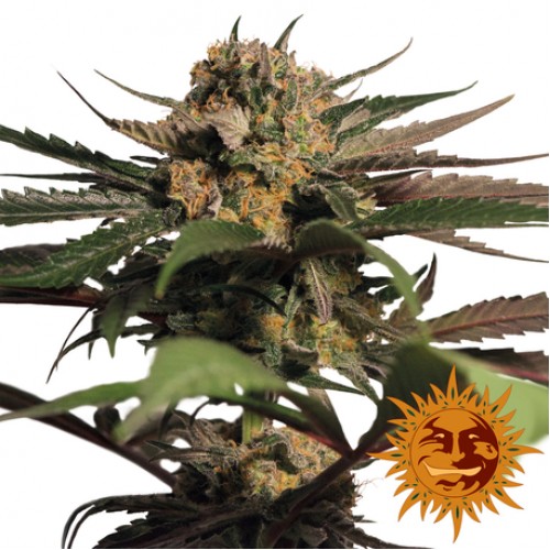 Violator Kush Feminised