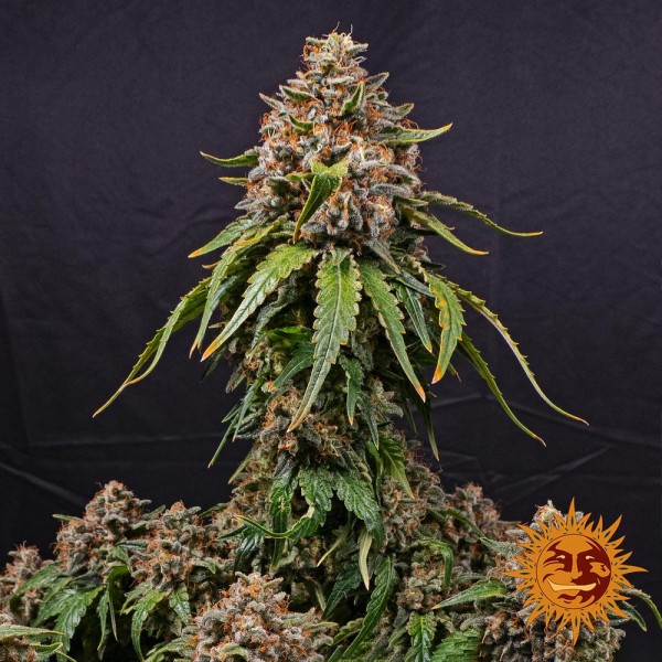White Widow XXL Feminised seeds
