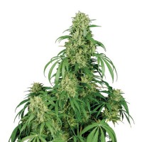 Auto Calamity Jane Feminised