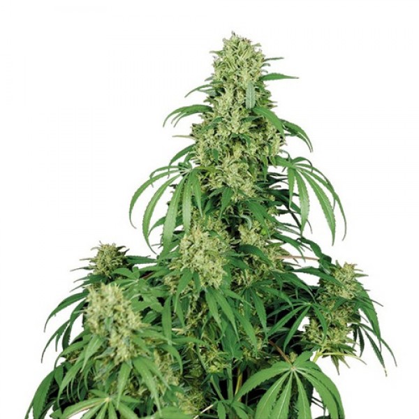 Auto Calamity Jane Feminised