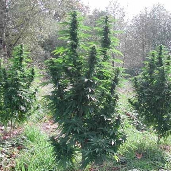 Auto Magnum Feminised