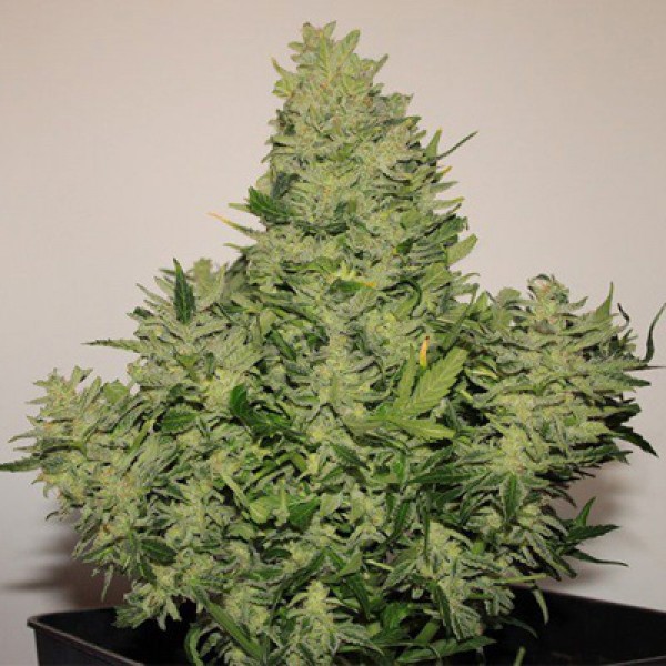 Auto Syrup Feminised