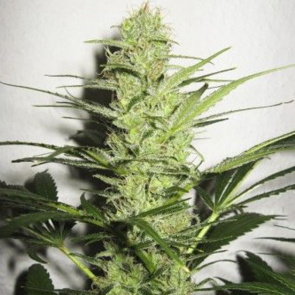 Насіння Auto Assorted Feminised