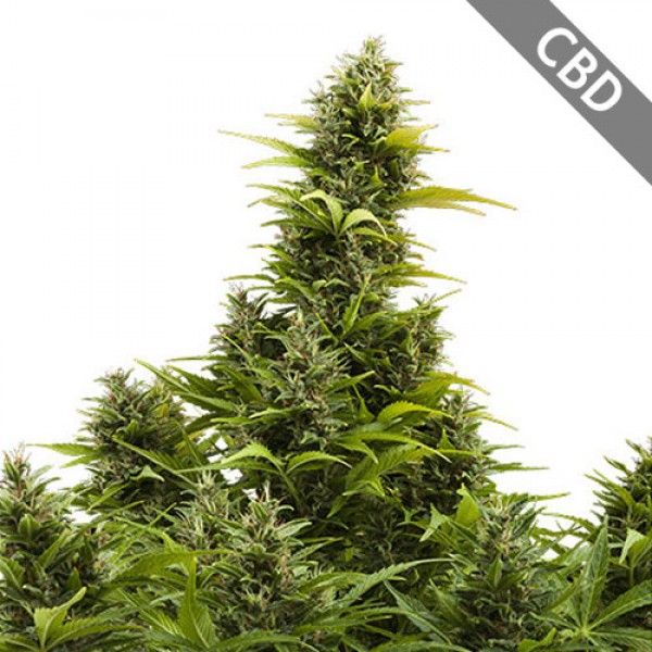 (CBD) Medikit Feminised