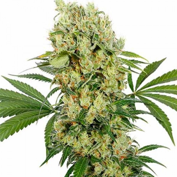 (CBD) Medikit Feminised