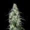 Насіння Pulsar Feminised